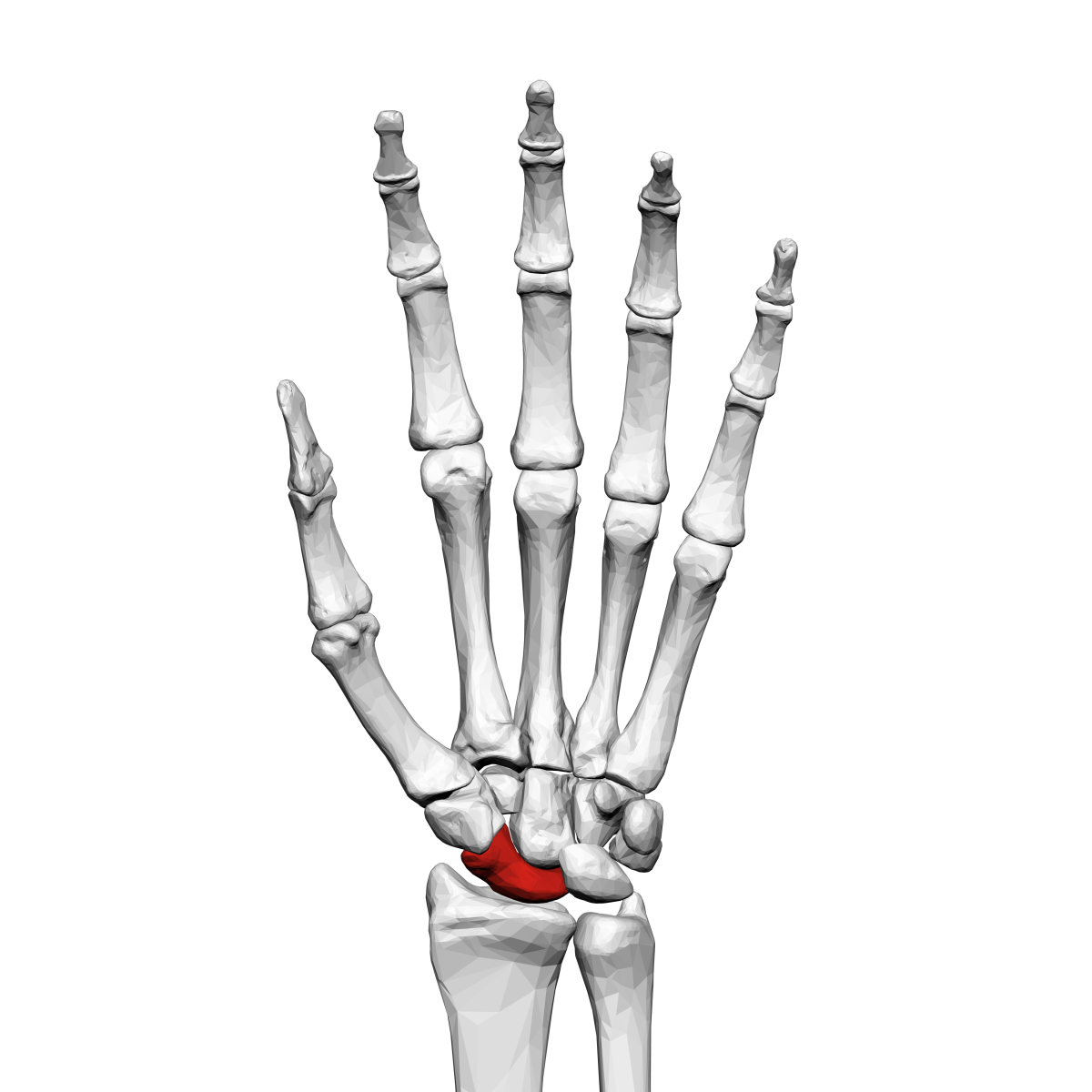 Scaphoid bone