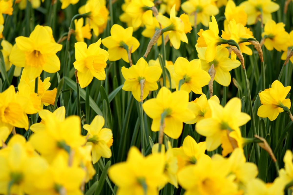 flower field