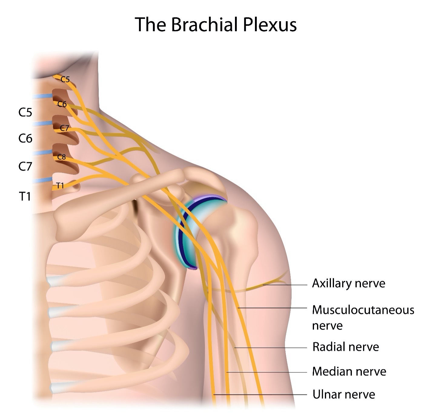 brachial-plexus