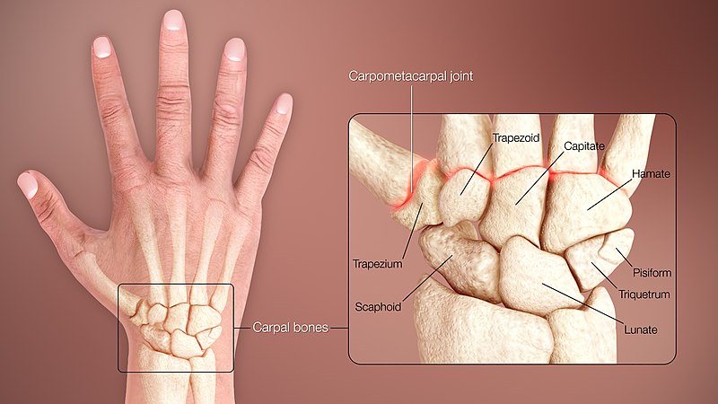 carpal-bones-diagram